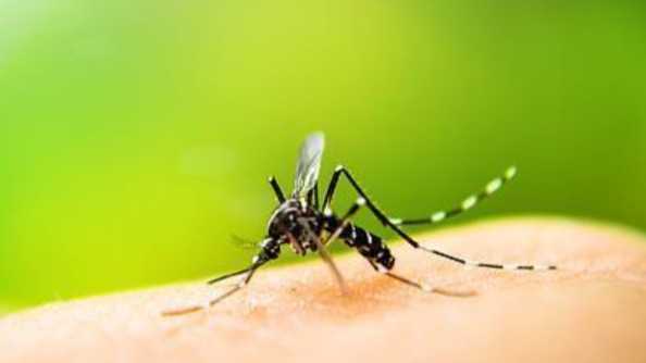  虫媒防疫指南：输入性传染病风险与应对策略 新闻 虫媒防疫指南：输入性传染病风险与应对策略 新闻 虫媒防疫指南：输入性传染病风险与应对策略 新闻