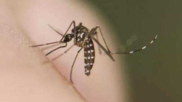  虫媒防疫指南：输入性传染病风险与应对策略 新闻 虫媒防疫指南：输入性传染病风险与应对策略 新闻 虫媒防疫指南：输入性传染病风险与应对策略 新闻