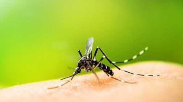  虫媒防疫指南：输入性传染病风险与应对策略 新闻 虫媒防疫指南：输入性传染病风险与应对策略 新闻 虫媒防疫指南：输入性传染病风险与应对策略 新闻