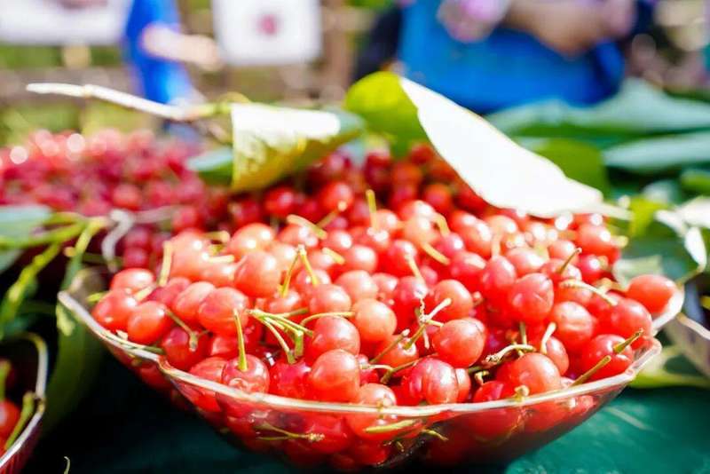 又是一年樱桃红：那个让人牵挂的茂良村，又一次热闹起来了