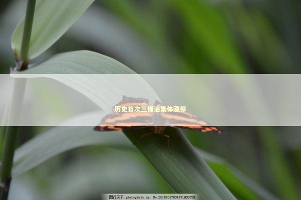 历史首次三桶油集体涨停